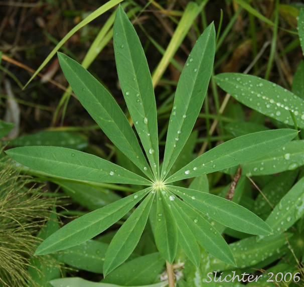 Palmately compound leaf of Bigleaf Lupine, Large-leaf Lupine: Lupinus polyphyllus ssp. polyphyllus