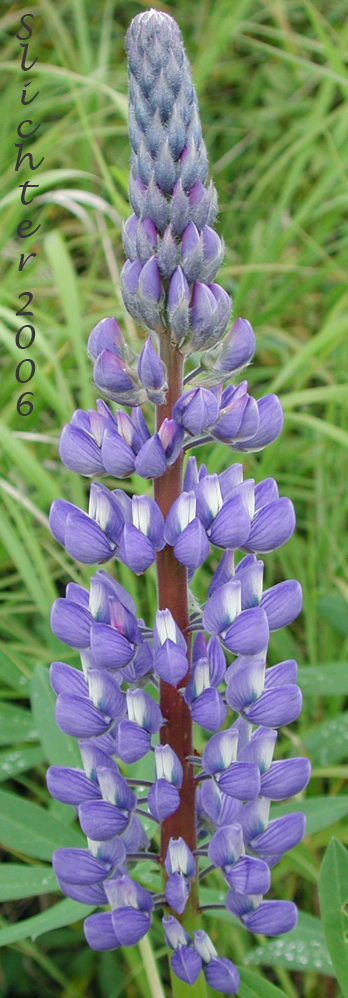 Raceme of Bigleaf Lupine, Large-leaf Lupine: Lupinus polyphyllus ssp. polyphyllus