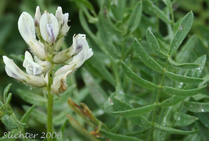Field Locoweed, Late Yellow Locoweed, Northern Oxytrope, Northern Yellow Locoweed, White Smallflower Pointloco, Yellow Oxytrope: Oxytropis campestris
