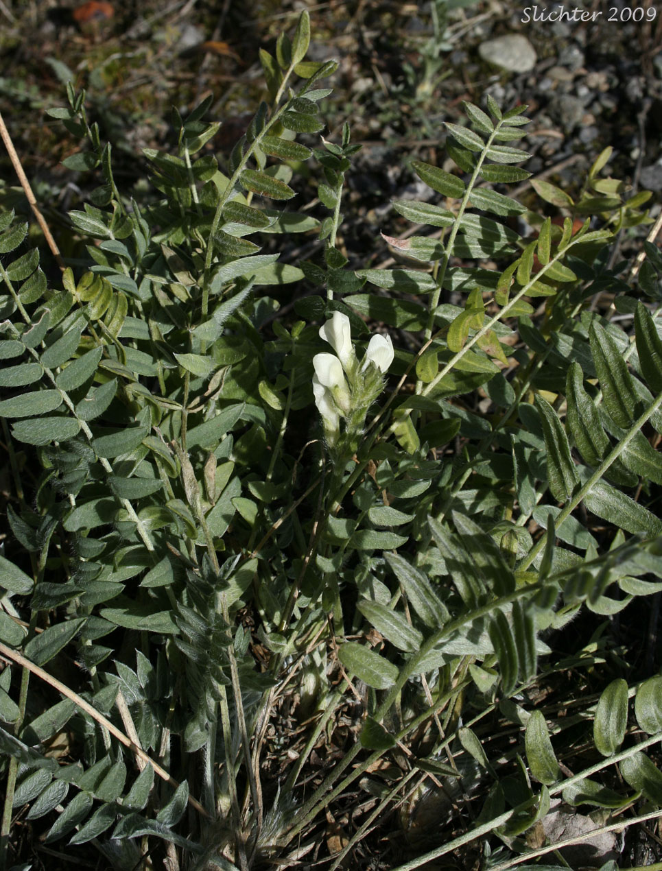 Field Locoweed, Late Yellow Locoweed, Northern Oxytrope, Northern Yellow Locoweed, White Smallflower Pointloco, Yellow Oxytrope: Oxytorpis campestris
