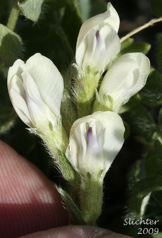 Close-up of the inflorescence of Field Locoweed, Late Yellow Locoweed, Northern Oxytrope, Northern Yellow Locoweed, White Smallflower Pointloco, Yellow Oxytrope: Oxytorpis campestris