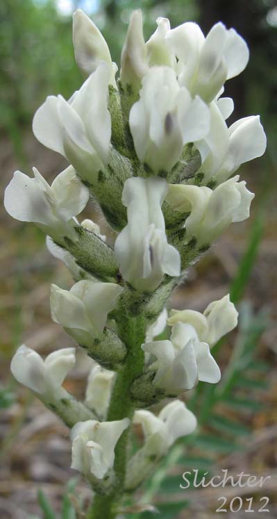 Close-up of the inflorescence of Field Locoweed, Late Yellow Locoweed, Northern Oxytrope, Northern Yellow Locoweed, White Smallflower Pointloco, Yellow Oxytrope: Oxytropis campestris (var. ?)