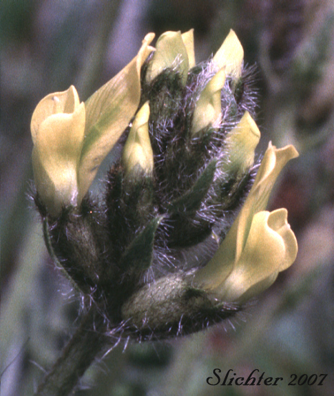 Inflorescence of Maydell's Oxytrope: Oxytropis maydelliana (Synonyms: Oxytropis campestris ssp. melanocephala, Oxytropis campestris var. glabrata, Oxytropis glabrata, Oxytropis maydelliana ssp. melanocephala)