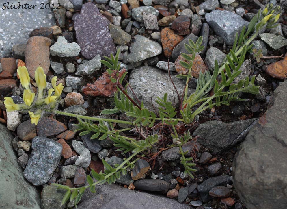 Maydell's Oxytrope: Oxytropis maydelliana (Synonyms: Oxytropis campestris ssp. melanocephala, Oxytropis campestris var. glabrata, Oxytropis glabrata, Oxytropis maydelliana ssp. melanocephala)