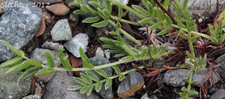 Basal leaves of Maydell's Oxytrope: Oxytropis maydelliana (Synonyms: Oxytropis campestris ssp. melanocephala, Oxytropis campestris var. glabrata, Oxytropis glabrata, Oxytropis maydelliana ssp. melanocephala)