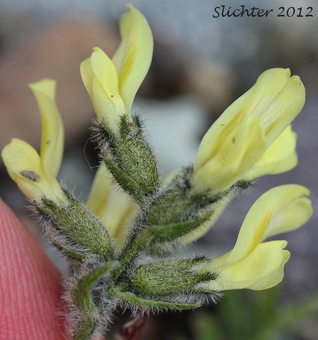 Close-up of the inflorescence of Maydell's Oxytrope: Oxytropis maydelliana (Synonyms: Oxytropis campestris ssp. melanocephala, Oxytropis campestris var. glabrata, Oxytropis glabrata, Oxytropis maydelliana ssp. melanocephala)