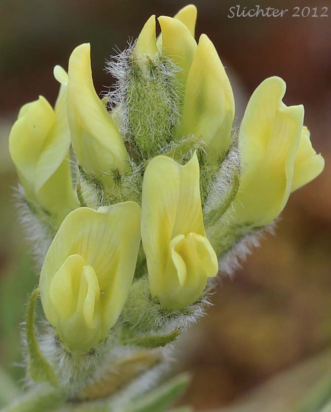 Close-up of the inflorescence of Maydell's Oxytrope: Oxytropis maydelliana (Synonyms: Oxytropis campestris ssp. melanocephala, Oxytropis campestris var. glabrata, Oxytropis glabrata, Oxytropis maydelliana ssp. melanocephala)