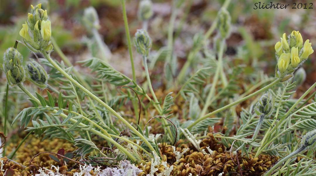 Maydell's Oxytrope: Oxytropis maydelliana (Synonyms: Oxytropis campestris ssp. melanocephala, Oxytropis campestris var. glabrata, Oxytropis glabrata, Oxytropis maydelliana ssp. melanocephala)