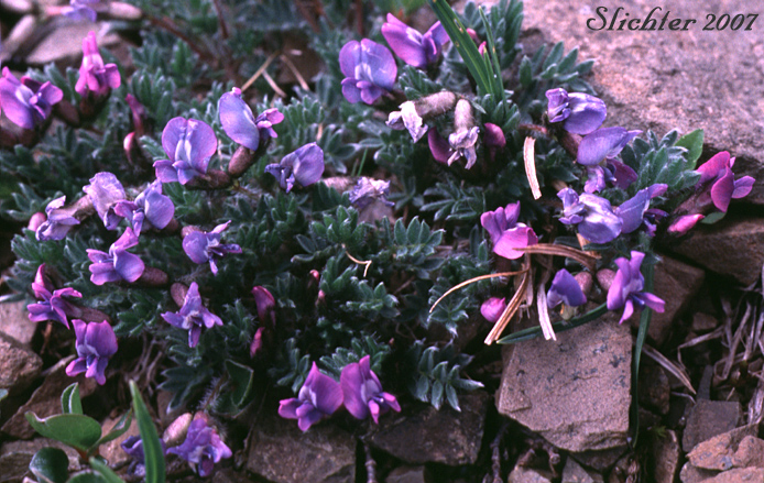 Blackish Oxytrope, Purple Oxytrope: Oxytropis nigrescens var. nigrescens (Synonyms: Oxytropis bryophila, Oxytropis glaberrima, Oxytropis gorodkovii, Oxytropis nigrescens ssp. bryophila, Oxytropis nigrescens ssp. pygmaea, Oxytropis pygmaea)