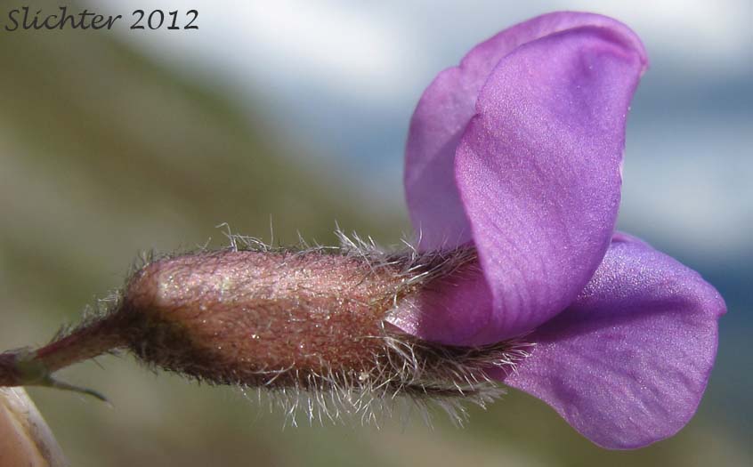 Close-up sideview of a flower of Blackish Oxytrope, Purple Oxytrope: Oxytropis nigrescens var. nigrescens (Synonyms: Oxytropis bryophila, Oxytropis glaberrima, Oxytropis gorodkovii, Oxytropis nigrescens ssp. bryophila, Oxytropis nigrescens ssp. pygmaea, Oxytropis pygmaea)