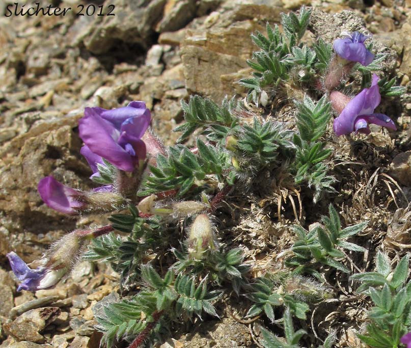 Blackish Oxytrope, Purple Oxytrope: Oxytropis nigrescens var. nigrescens (Synonyms: Oxytropis bryophila, Oxytropis glaberrima, Oxytropis gorodkovii, Oxytropis nigrescens ssp. bryophila, Oxytropis nigrescens ssp. pygmaea, Oxytropis pygmaea)