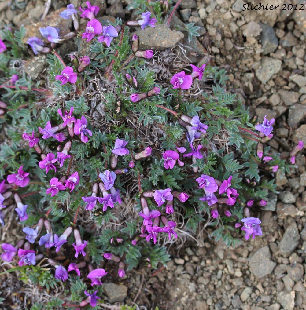 Blackish Oxytrope, Purple Oxytrope: Oxytropis nigrescens var. nigrescens (Synonyms: Oxytropis bryophila, Oxytropis glaberrima, Oxytropis gorodkovii, Oxytropis nigrescens ssp. bryophila, Oxytropis nigrescens ssp. pygmaea, Oxytropis pygmaea)