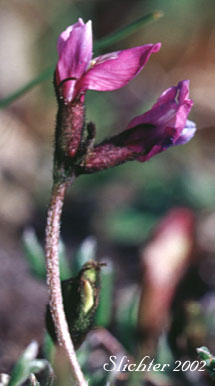 Scamman's Oxytrope: Oxytropis scammaniana