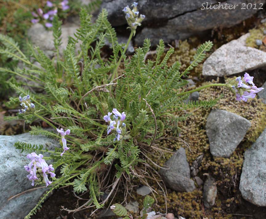 Scamman's Oxytrope: Oxytropis scammaniana