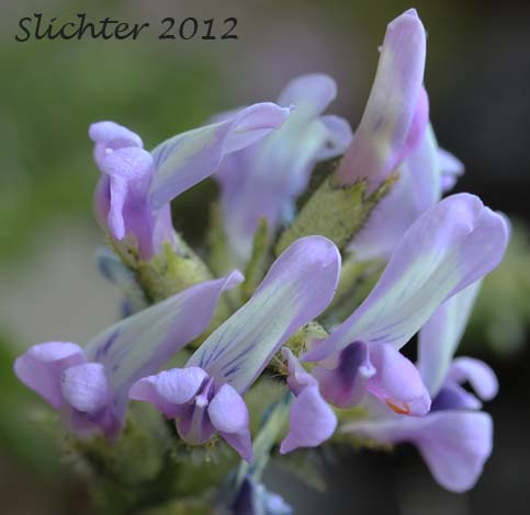 Close-up of the inflorescence of Scamman's Oxytrope: Oxytropis scammaniana