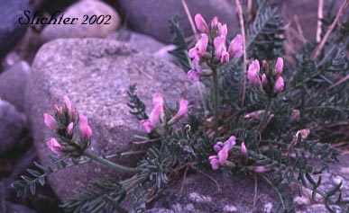 Viscid Oxytrope: Oxytropis borealis var. viscida (Synonym: Aragallus viscidulus, Aragallus viscidulus var. depressus, Oxytropis gaspensis, Oxytropis ixodes, Oxytropis leucantha var. depressus, Oxytropis leucantha var. gaspensis, Oxytropis leucantha var. magnifica, Oxytropis leucantha var. viscida, Oxytropis viscida)