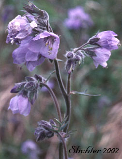 Tall Jacob's-ladder, Tall Jacob's Ladder: Polemonium acutiflorum (Synonym: Polemonium caeruleum ssp. villosum)