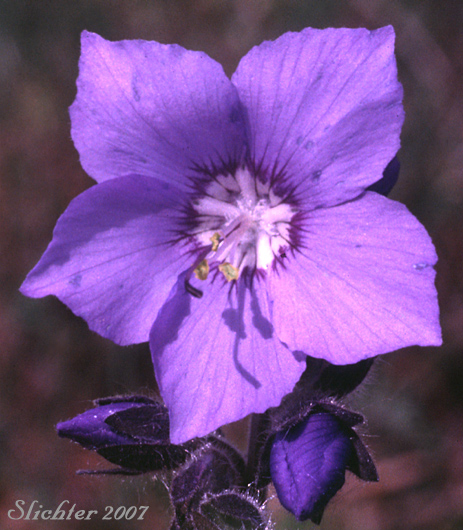 Tall Jacob's-ladder, Tall Jacob's Ladder: Polemonium acutiflorum (Synonym: Polemonium caeruleum ssp. villosum)