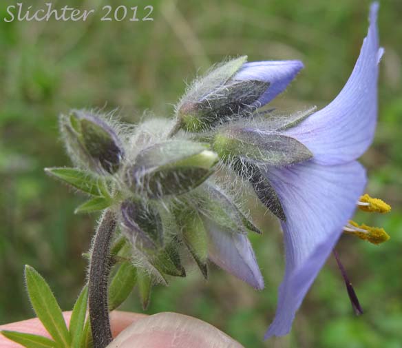 Tall Jacob's-ladder, Tall Jacob's Ladder: Polemonium acutiflorum (Synonym: Polemonium caeruleum ssp. villosum)