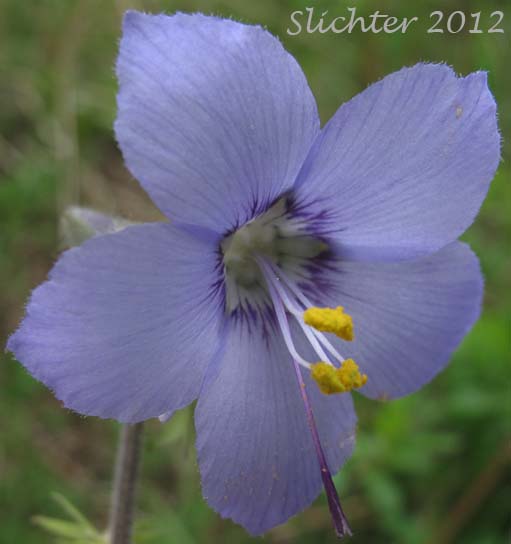 Tall Jacob's-ladder, Tall Jacob's Ladder: Polemonium acutiflorum (Synonym: Polemonium caeruleum ssp. villosum)