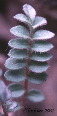 Pinnately compound leaf of Northern Jacob's-ladder, Northern Jacob's Ladder: Polemonium boreale ssp. boreale (Synonyms: Polemonium boreale ssp. richardsonii, Polemonium boreale var. villosissimum)