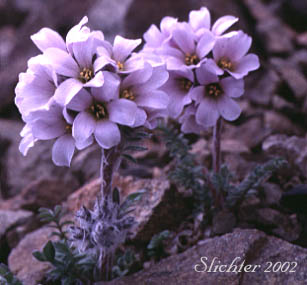 Northern Jacob's Ladder: Polemonium boreale
