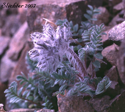 Northern Jacob's-ladder, Northern Jacob's Ladder: Polemonium boreale ssp. boreale (Synonyms: Polemonium boreale ssp. richardsonii, Polemonium boreale var. villosissimum)