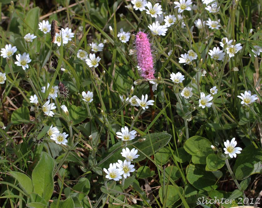 Field Chickweed, Field Mouse-ear: Cerastium arvense ssp. strictum (Synonyms: Cerastium arvense ssp. maximum, Cerastium viride)