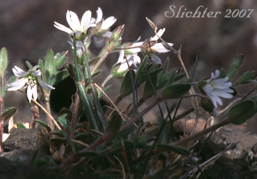 Bering Chickweed, Bering Mouse-ear Chickweed: Cerastium beeringianum (Synonyms: Cerastium alpinum var. beeringianum, Cerastium alpinum var. capillare, Cerastium beeringianum var. capillare, Cerastium beeringianum var. glabratum, Cerastium beeringianum var. grandiflorum, Cerastium earlei, Cerastium fischerianum var. beeringianum, Cerastium pilosum, Cerastium pulchellum, Cerastium scammamiae, Cerastium variabile, Cerastium vulgatum var. beeringianum)
