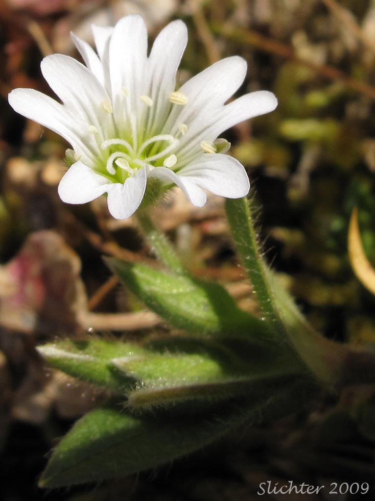 Flower of Bering Chickweed, Bering Mouse-ear Chickweed: Cerastium beeringianum (Synonyms: Cerastium alpinum var. beeringianum, Cerastium alpinum var. capillare, Cerastium beeringianum var. capillare, Cerastium beeringianum var. glabratum, Cerastium beeringianum var. grandiflorum, Cerastium earlei, Cerastium fischerianum var. beeringianum, Cerastium pilosum, Cerastium pulchellum, Cerastium scammamiae, Cerastium variabile, Cerastium vulgatum var. beeringianum)