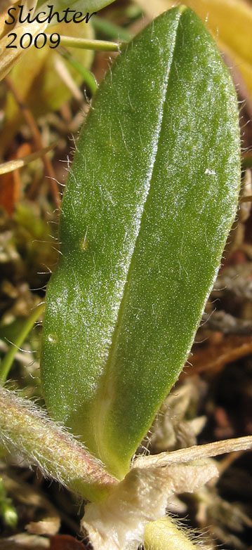 Leaf of Bering Chickweed, Bering Mouse-ear Chickweed: Cerastium beeringianum (Synonyms: Cerastium alpinum var. beeringianum, Cerastium alpinum var. capillare, Cerastium beeringianum var. capillare, Cerastium beeringianum var. glabratum, Cerastium beeringianum var. grandiflorum, Cerastium earlei, Cerastium fischerianum var. beeringianum, Cerastium pilosum, Cerastium pulchellum, Cerastium scammamiae, Cerastium variabile, Cerastium vulgatum var. beeringianum)