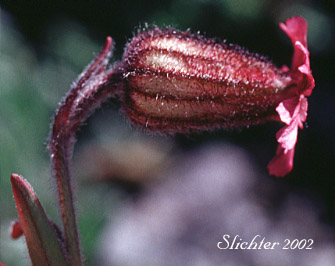 Melandrium apetalum (Lychnis apetala)