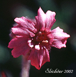 Flower of Nodding Campion, Nodding Lychnis: Silene uralensis ssp. uralensis (Synonyms: Gastrolychnis apetala ssp. arctica, Lychnis apetala ssp. arctica, Lychnis apetala var. arctica Lychnis apetala ssp. attenuata, Lychnis apetala var. attenuata, Lychnis apetala var. glabra, Lychnis apetala var. nutans, Lychnis attenuata, Lychnis nesophila, Lychnis soczavianum, Melandrium apetalum ssp. arcticum, Melandrium apetalum ssp. attenuatum, Melandrium apetalum var. glabrum, Silene attenuata, Silene uralensis ssp. arctica, Silene uralensis ssp. attenuata, Silene uralensis var. mollis, Silene wahlbergella ssp. arctica, Silene wahlbergella ssp. attenuata, Wahlbergella attenuata)
