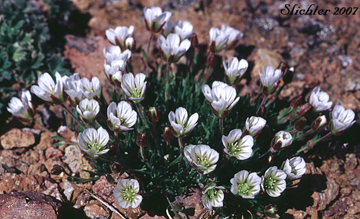 Arctic Sandwort, Arctic Stitchwort: Minuartia arctica (Synonyms: Alsine arctica, Arenaria arctica, Lidia arctica)