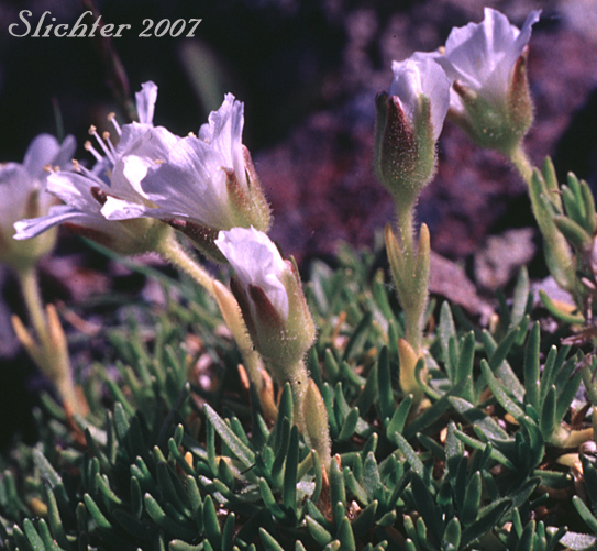 Arctic Sandwort, Arctic Stitchwort: Minuartia arctica (Synonyms: Alsine arctica, Arenaria arctica, Lidia arctica)