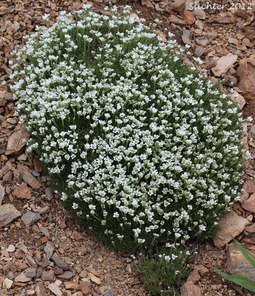 Arctic Sandwort, Arctic Stitchwort: Minuartia arctica (Synonyms: Alsine arctica, Arenaria arctica, Lidia arctica)