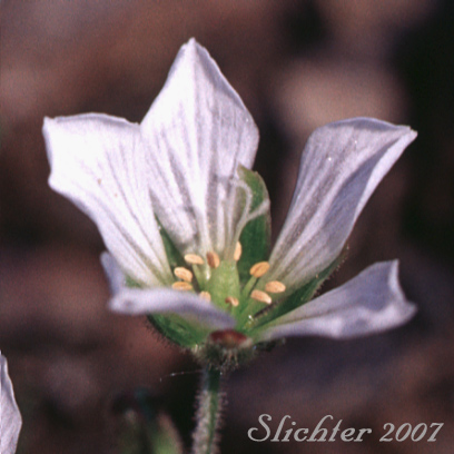 Field Chickweed, Field Mouse-ear: Cerastium arvense ssp. strictum (Synonyms: Cerastium arvense ssp. maximum, Cerastium viride)