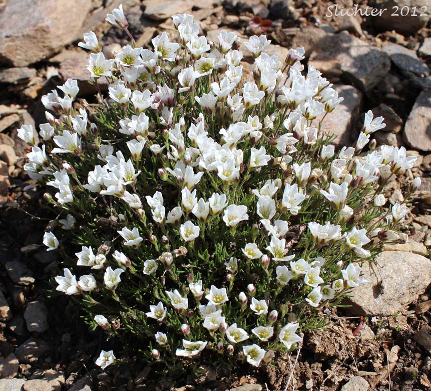 Arctic Sandwort, Arctic Stitchwort: Minuartia arctica (Synonyms: Alsine arctica, Arenaria arctica, Lidia arctica)