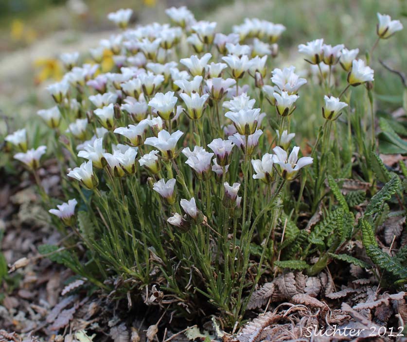 Arctic Sandwort, Arctic Stitchwort: Minuartia arctica (Synonyms: Alsine arctica, Arenaria arctica, Lidia arctica)