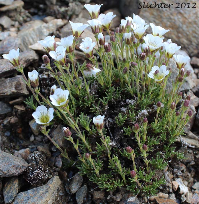 Arctic Sandwort, Arctic Stitchwort: Minuartia arctica (Synonyms: Alsine arctica, Arenaria arctica, Lidia arctica)