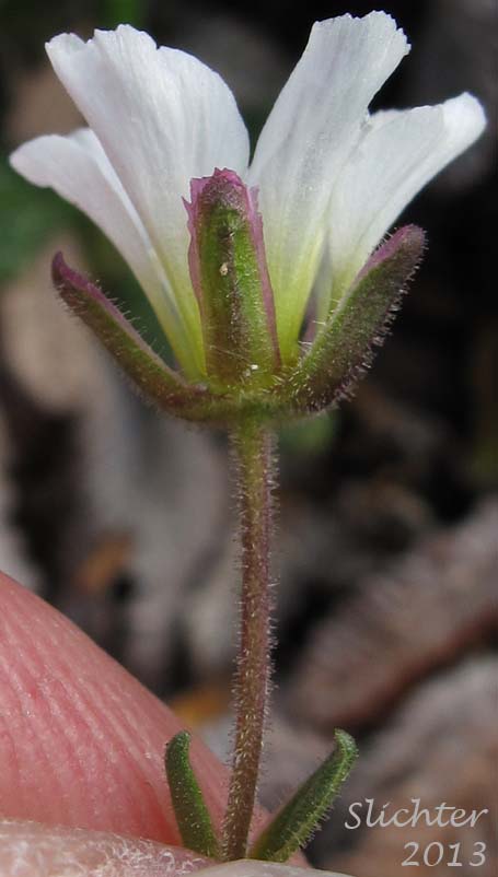 Sepals and upper stem leaves of Arctic Sandwort, Arctic Stitchwort: Minuartia arctica (Synonyms: Alsine arctica, Arenaria arctica, Lidia arctica)