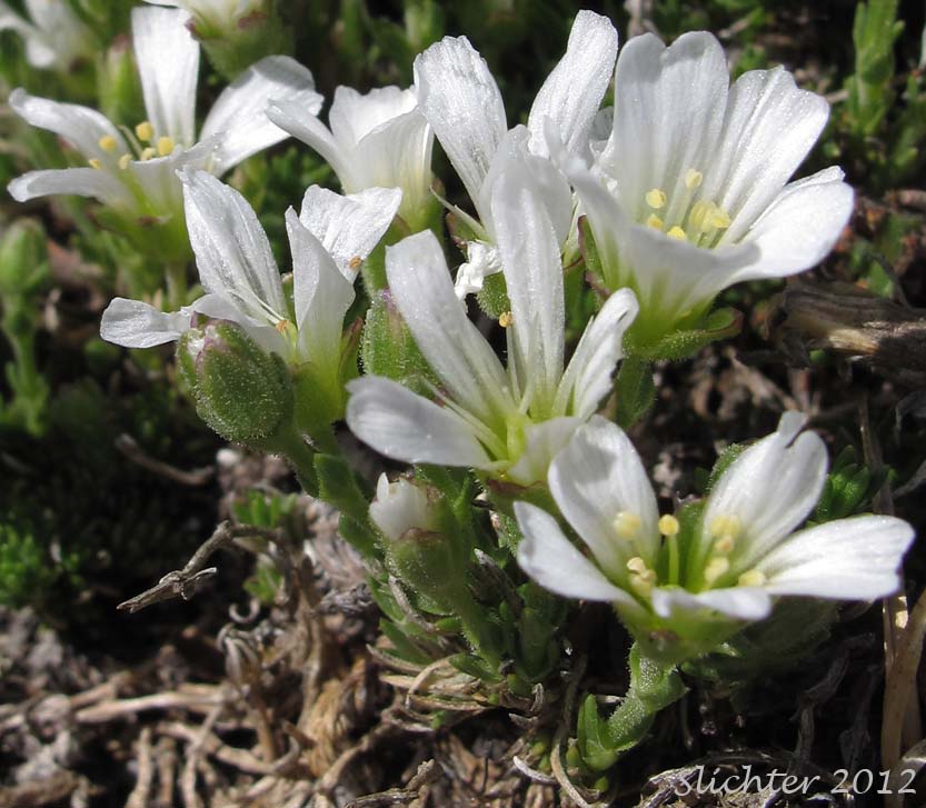 Large-fruited Sandwort, Long-pod Stitchwort: Minuartia macrocarpa (Synonyms: Alsinopsis macrocarpa, Arenaria macrocarpa, Wierzbickia macrocarpa)