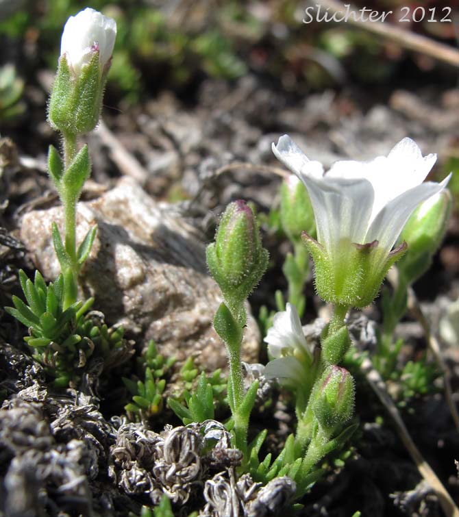 Large-fruited Sandwort, Long-pod Stitchwort: Minuartia macrocarpa (Synonyms: Alsinopsis macrocarpa, Arenaria macrocarpa, Wierzbickia macrocarpa)