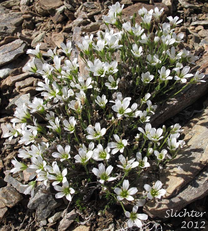 Large-fruited Sandwort, Long-pod Stitchwort: Minuartia macrocarpa (Synonyms: Alsinopsis macrocarpa, Arenaria macrocarpa, Wierzbickia macrocarpa)