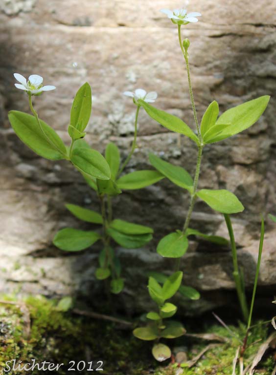 Bluntleaf Sandwort, Blunt-leaved Sandwort: Moehringia lateriflora (Synonyms: Arenaria lateriflora, Arenaria lateriflora var. angustifolia, Arenaria lateriflora var. tayloriae)