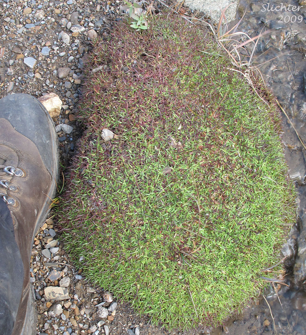 Cushion Pink, Moss Campion: Silene acaulis (Synonyms: Cucubalus acaulis, Silene acaulis ssp. arctica, Silene acaulis ssp. exscapa, Silene acaulis ssp. subacaulescens, Silene exscapa, Xamilensis acaulis)