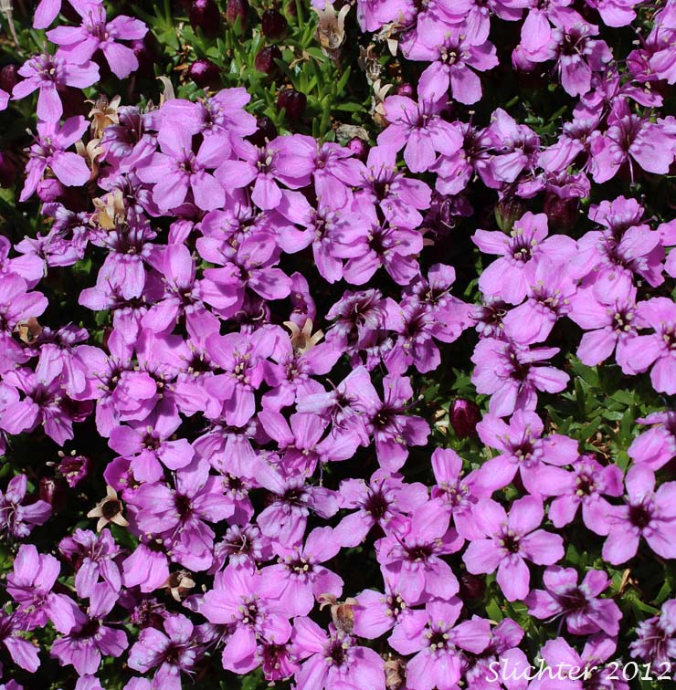 Cushion Pink, Moss Campion: Silene acaulis (Synonyms: Cucubalus acaulis, Silene acaulis ssp. arctica, Silene acaulis ssp. exscapa, Silene acaulis ssp. subacaulescens, Silene exscapa, Xamilensis acaulis)