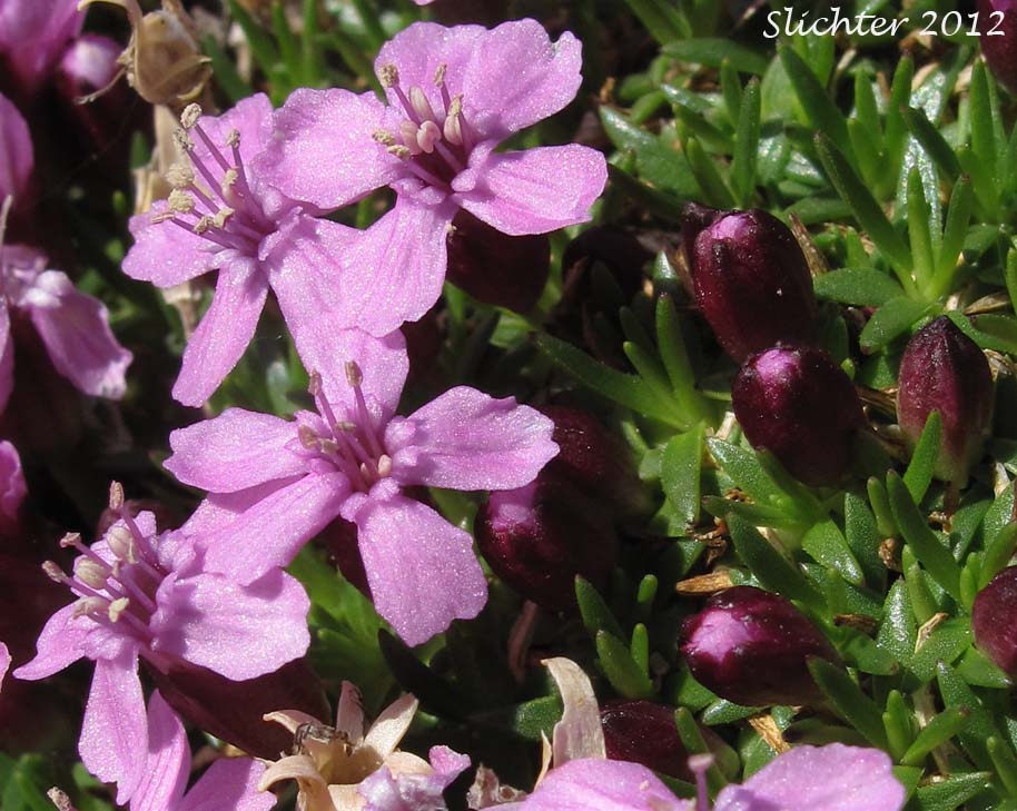 Cushion Pink, Moss Campion: Silene acaulis (Synonyms: Cucubalus acaulis, Silene acaulis ssp. arctica, Silene acaulis ssp. exscapa, Silene acaulis ssp. subacaulescens, Silene exscapa, Xamilensis acaulis)