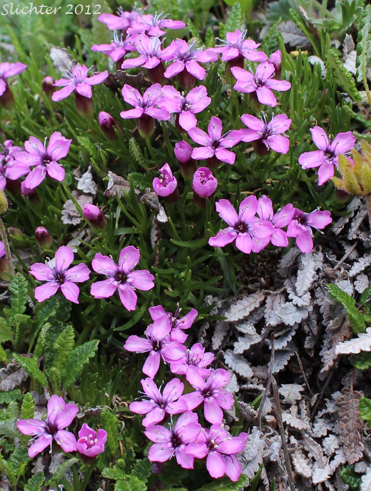 Cushion Pink, Moss Campion: Silene acaulis (Synonyms: Cucubalus acaulis, Silene acaulis ssp. arctica, Silene acaulis ssp. exscapa, Silene acaulis ssp. subacaulescens, Silene exscapa, Xamilensis acaulis)