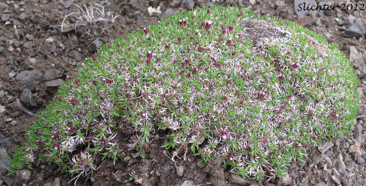 Cushion Pink, Moss Campion: Silene acaulis (Synonyms: Cucubalus acaulis, Silene acaulis ssp. arctica, Silene acaulis ssp. exscapa, Silene acaulis ssp. subacaulescens, Silene exscapa, Xamilensis acaulis)